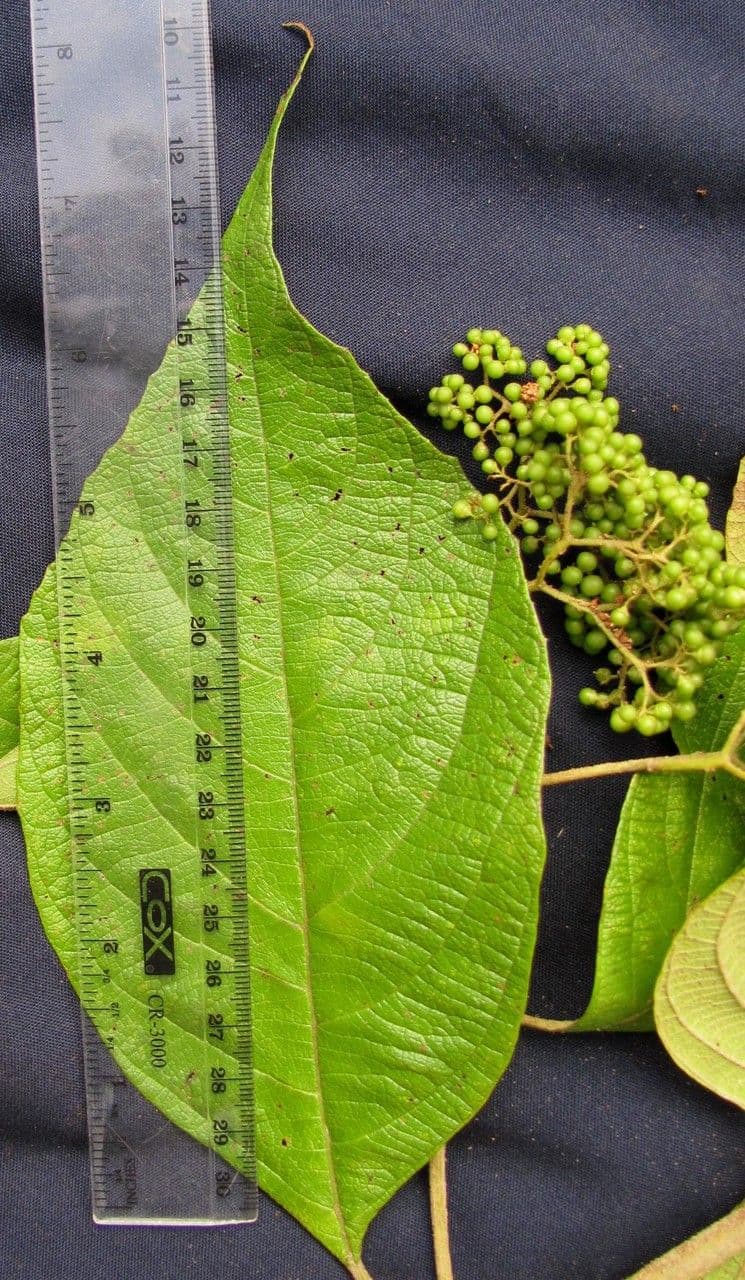 Callicarpa 18