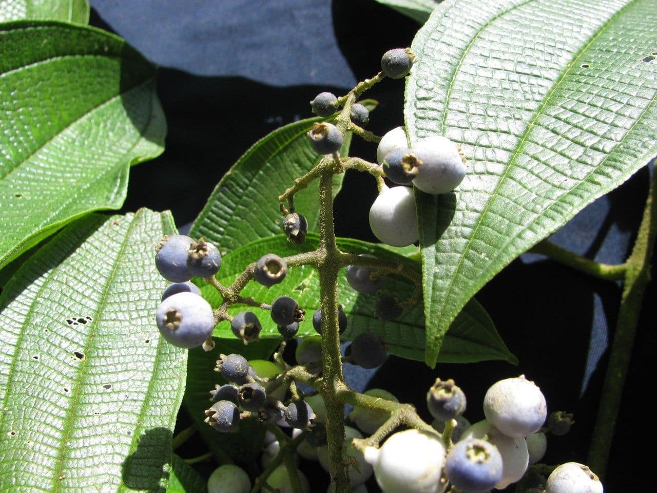 Miconia 5