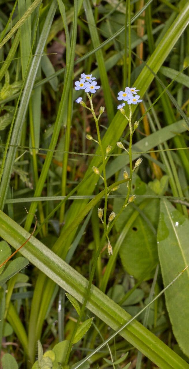 Forget-me-not 14