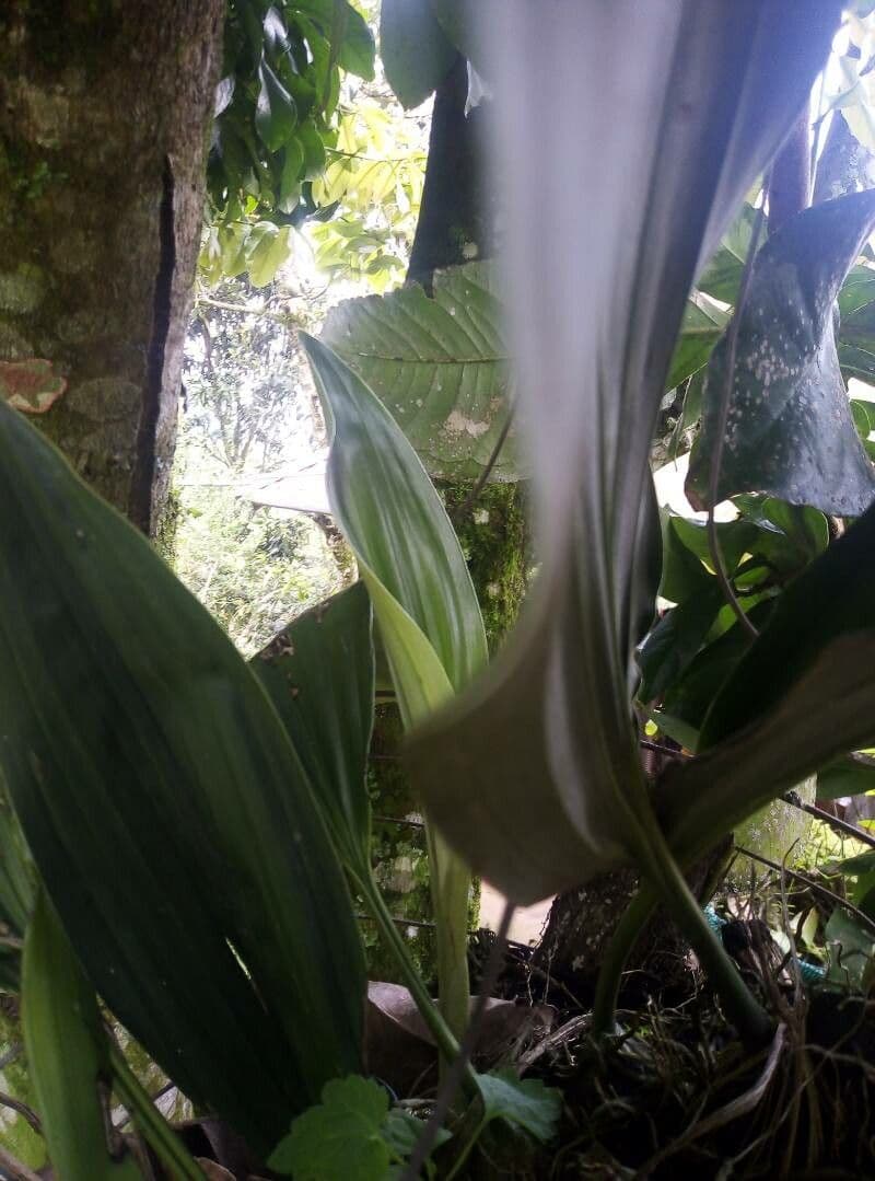 Stanhopea 10