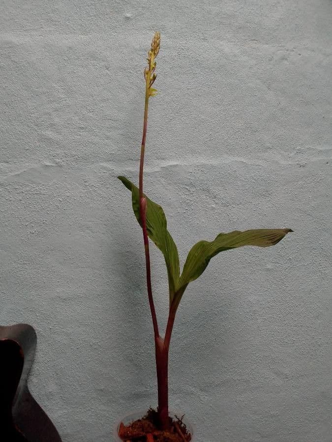 Govenia 6