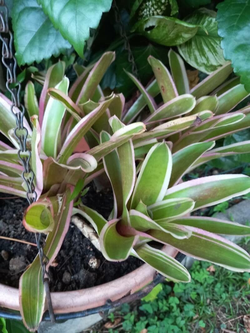 Bromelia arrossata 17