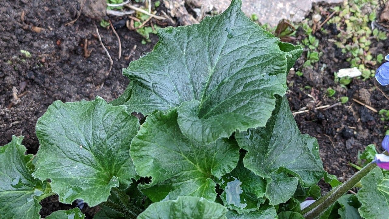 Primula 11