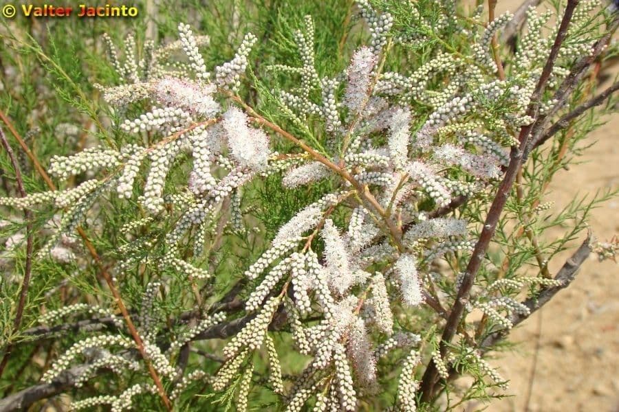 Kanaren-Tamarisk 6