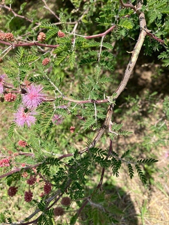 Mimosa 7