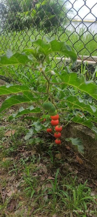 Solanum capsicoides 11