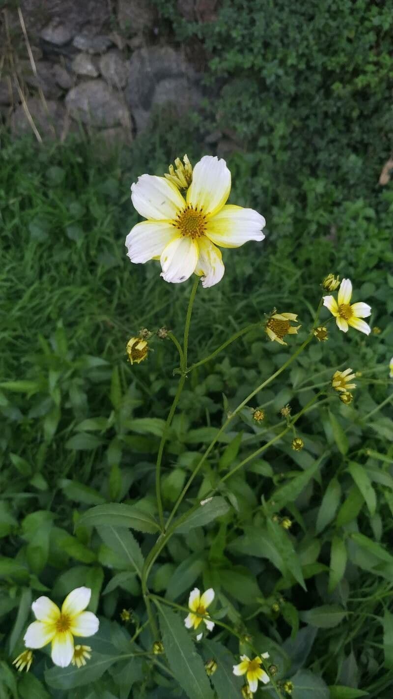 Bidens aurea 22