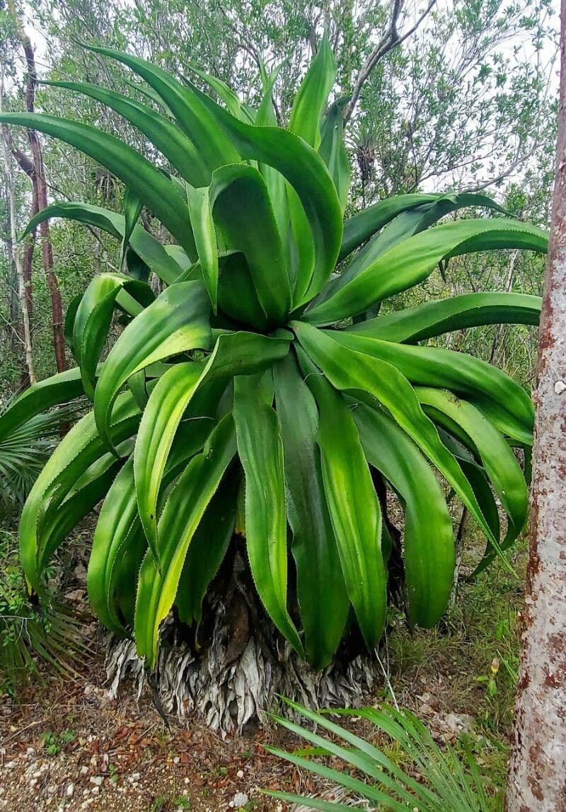 Agave 5