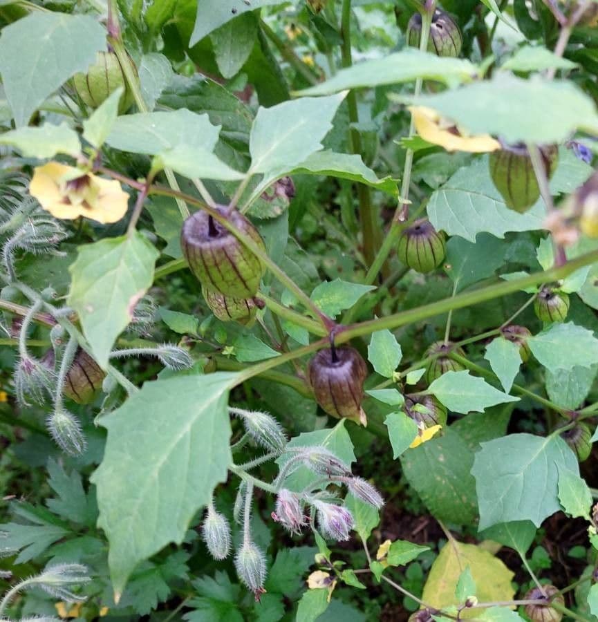 Tomatillo 17