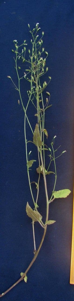 Lobelia xalapensis