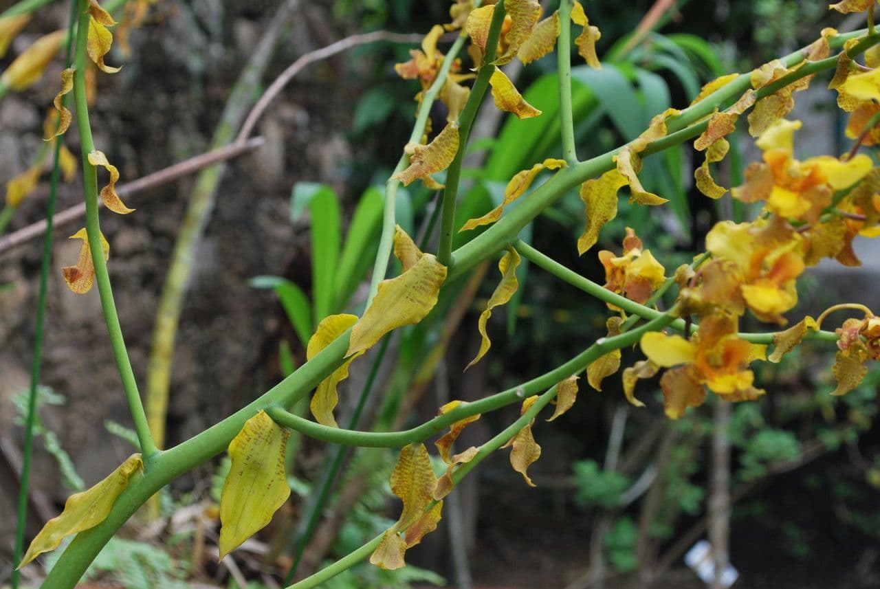 Wydler's dancing-lady orchid 24