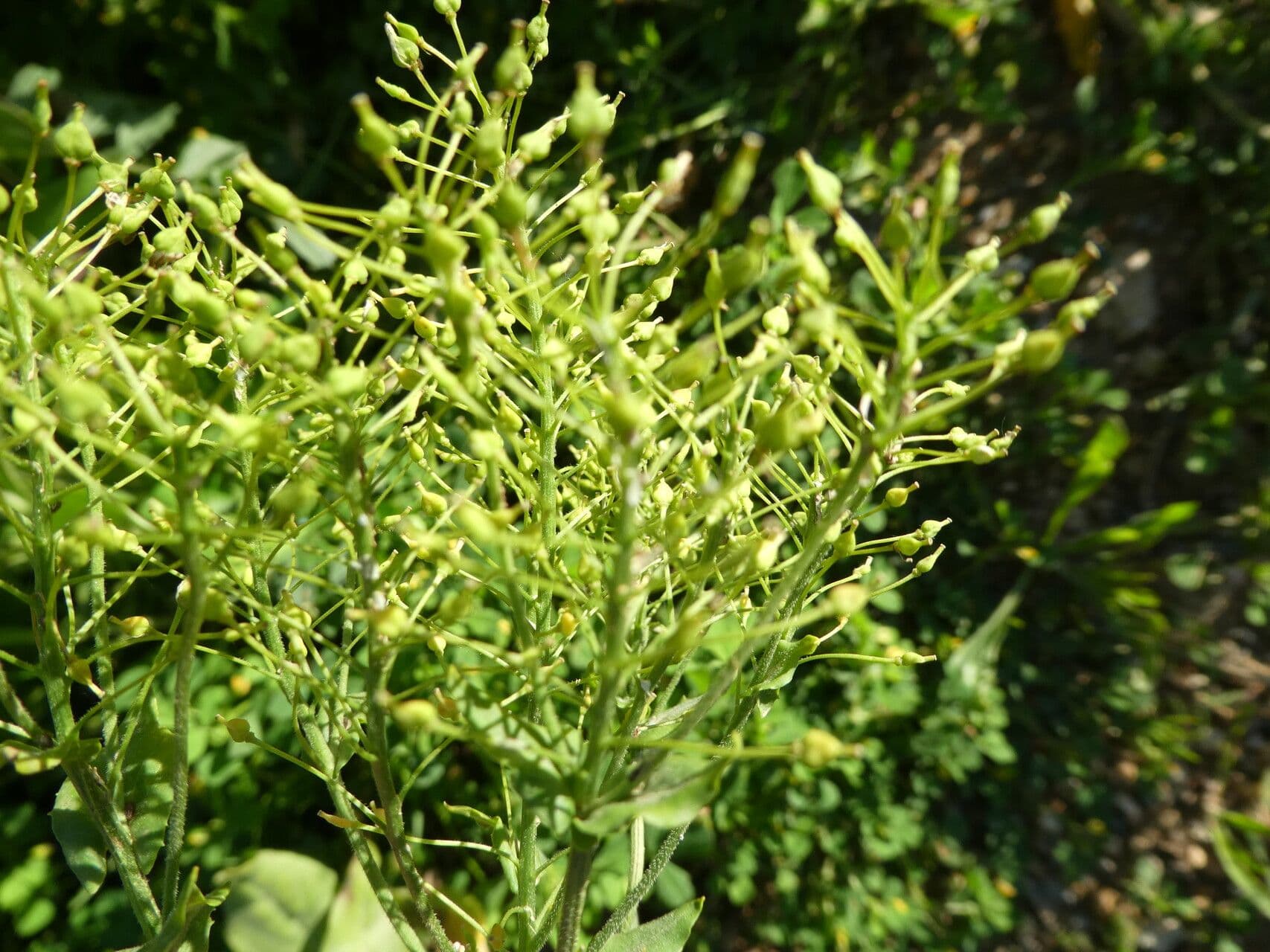 Draba 2