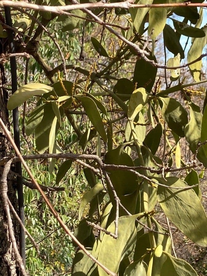 Phoradendron 3