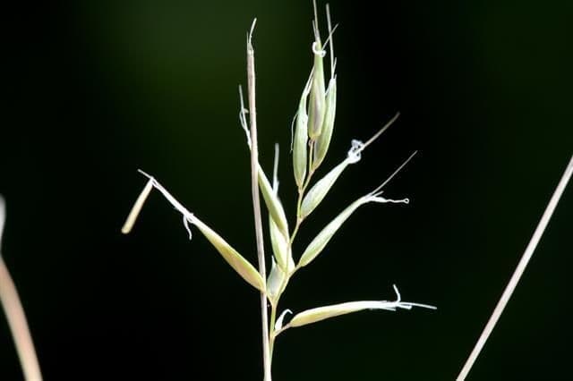 Antoxanto 8