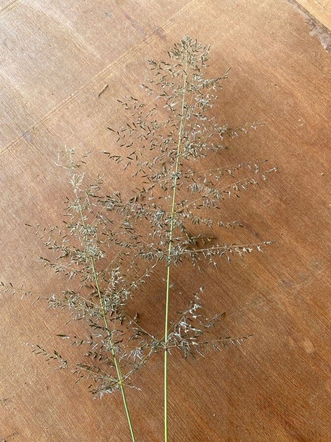 Eragrostis 4