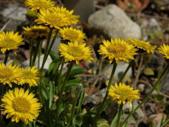 Erigeron dorato 4
