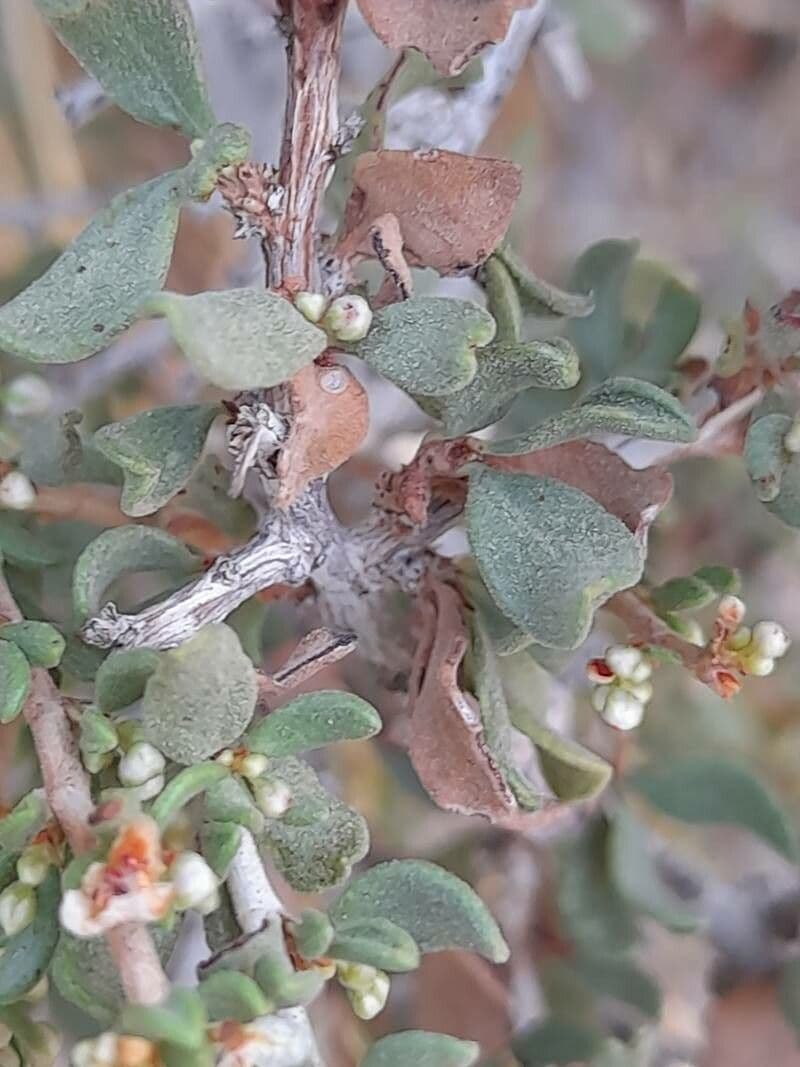 Pteropyrum 15
