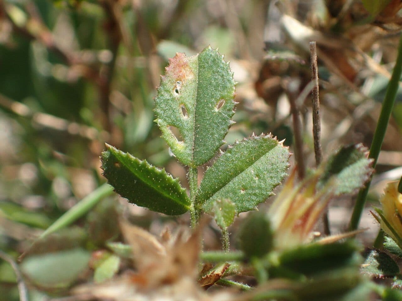 Ononide minuscola 20