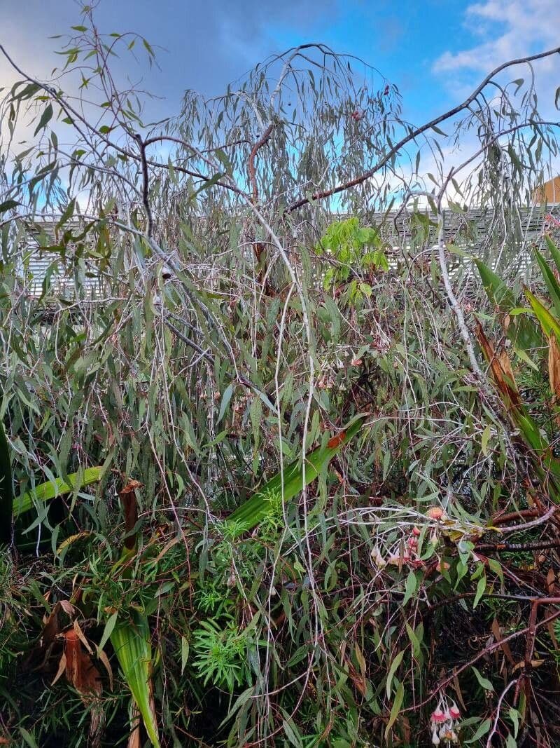 Silberprinzessin-Eukalyptus 11