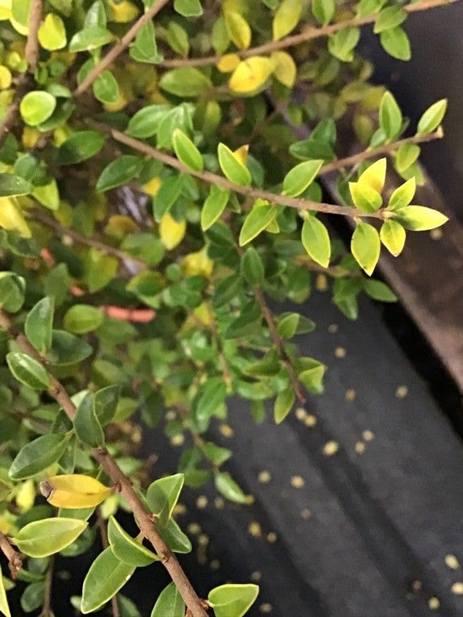 Privet