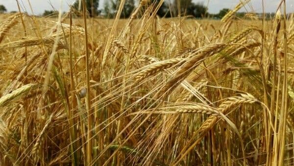 Orzo a due file