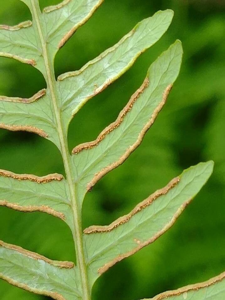 Fledermausfarn