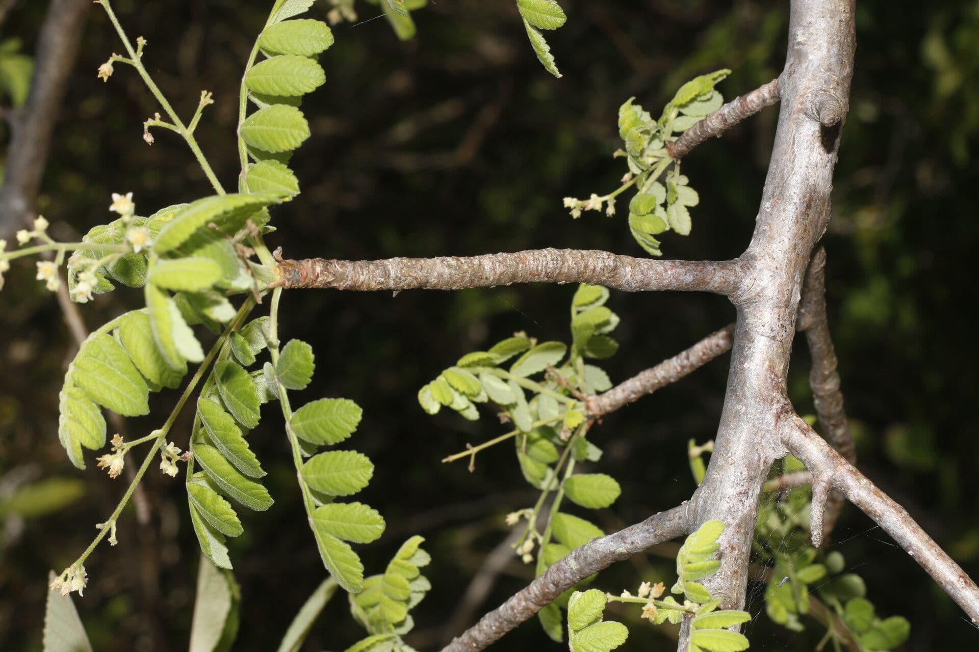 Bursera tomentosa 5