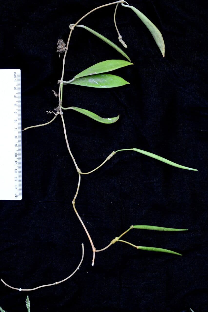 Hoya 11