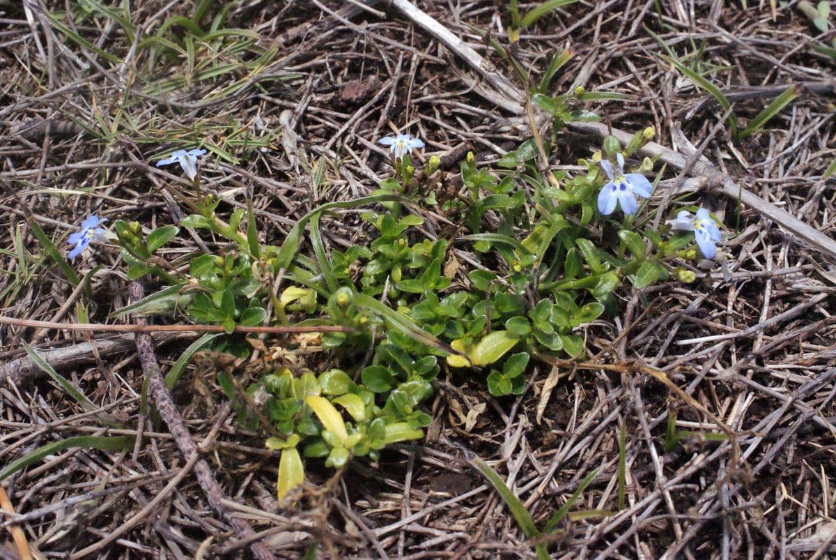 Lobelia strisciante 7