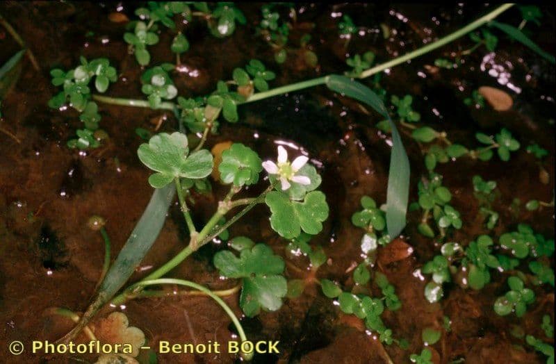 Ranunculus omiophyllus 8