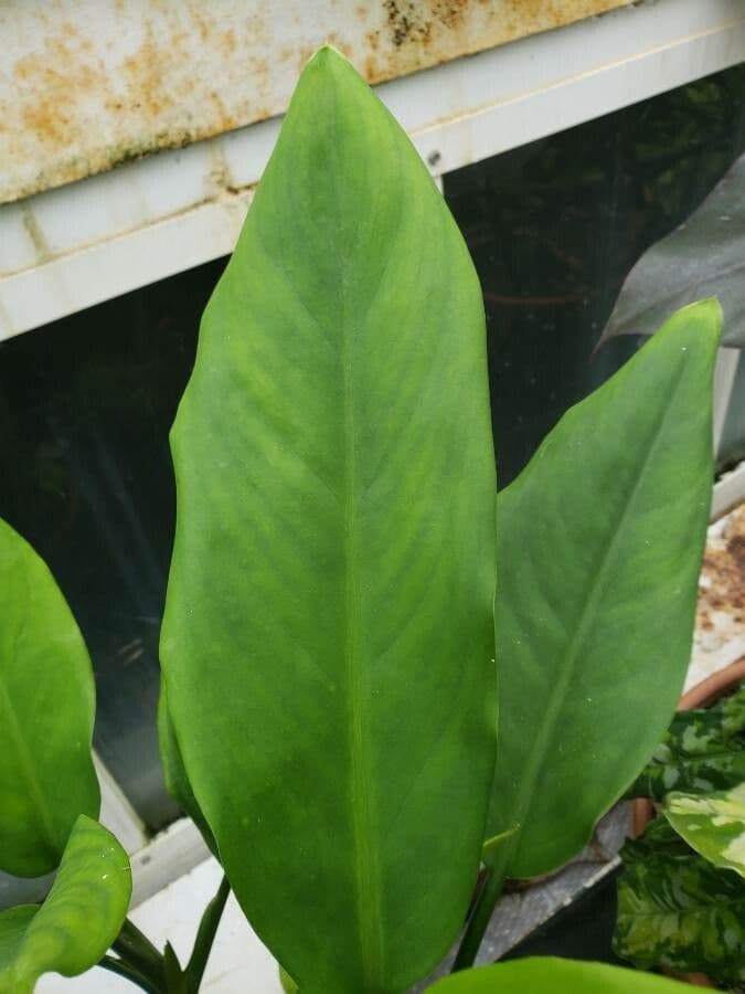 Aglaonema 7