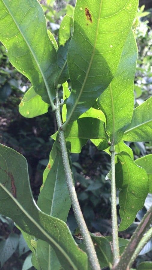 Panopsis costaricense 8