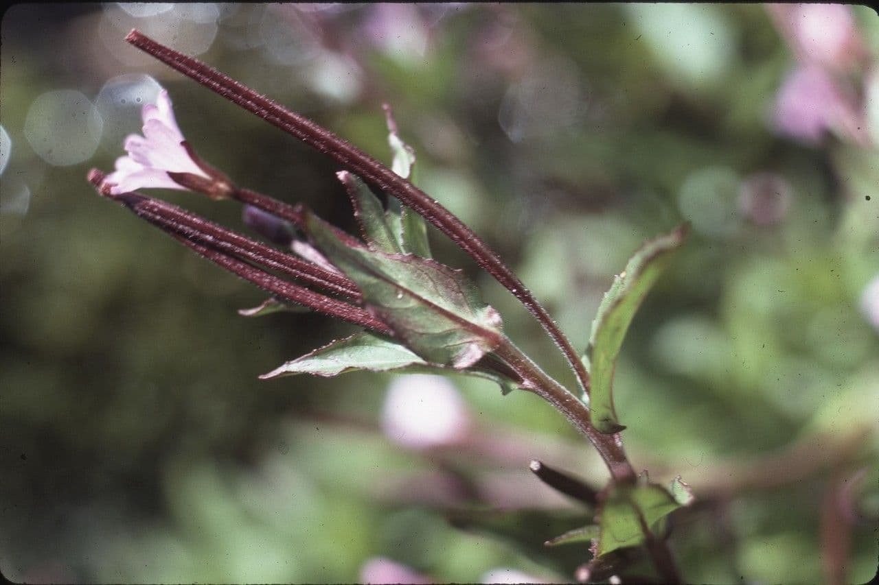 Garofanino dell'alpe 5