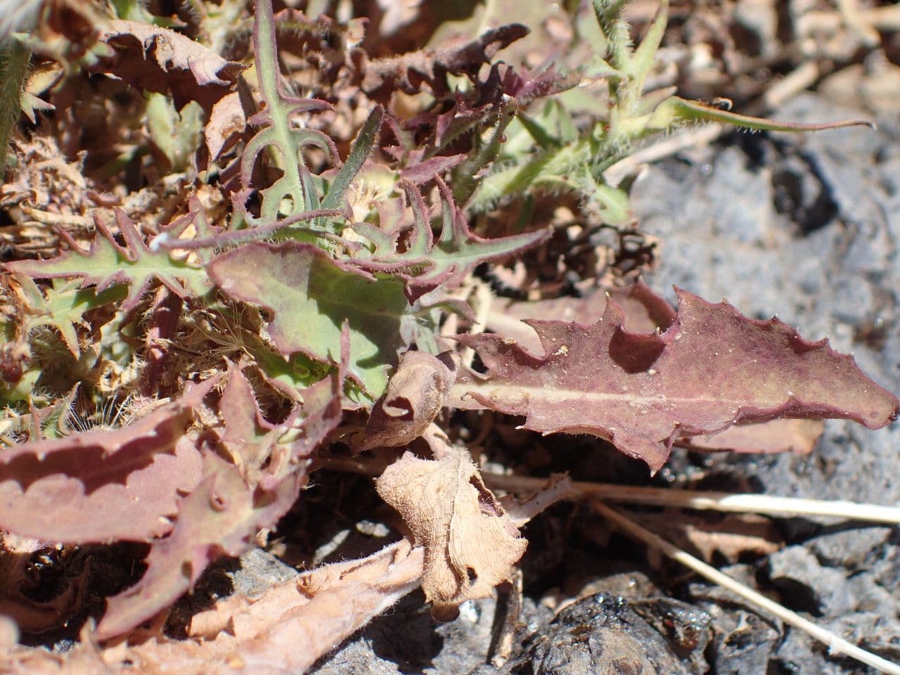Lattuga palmata 9