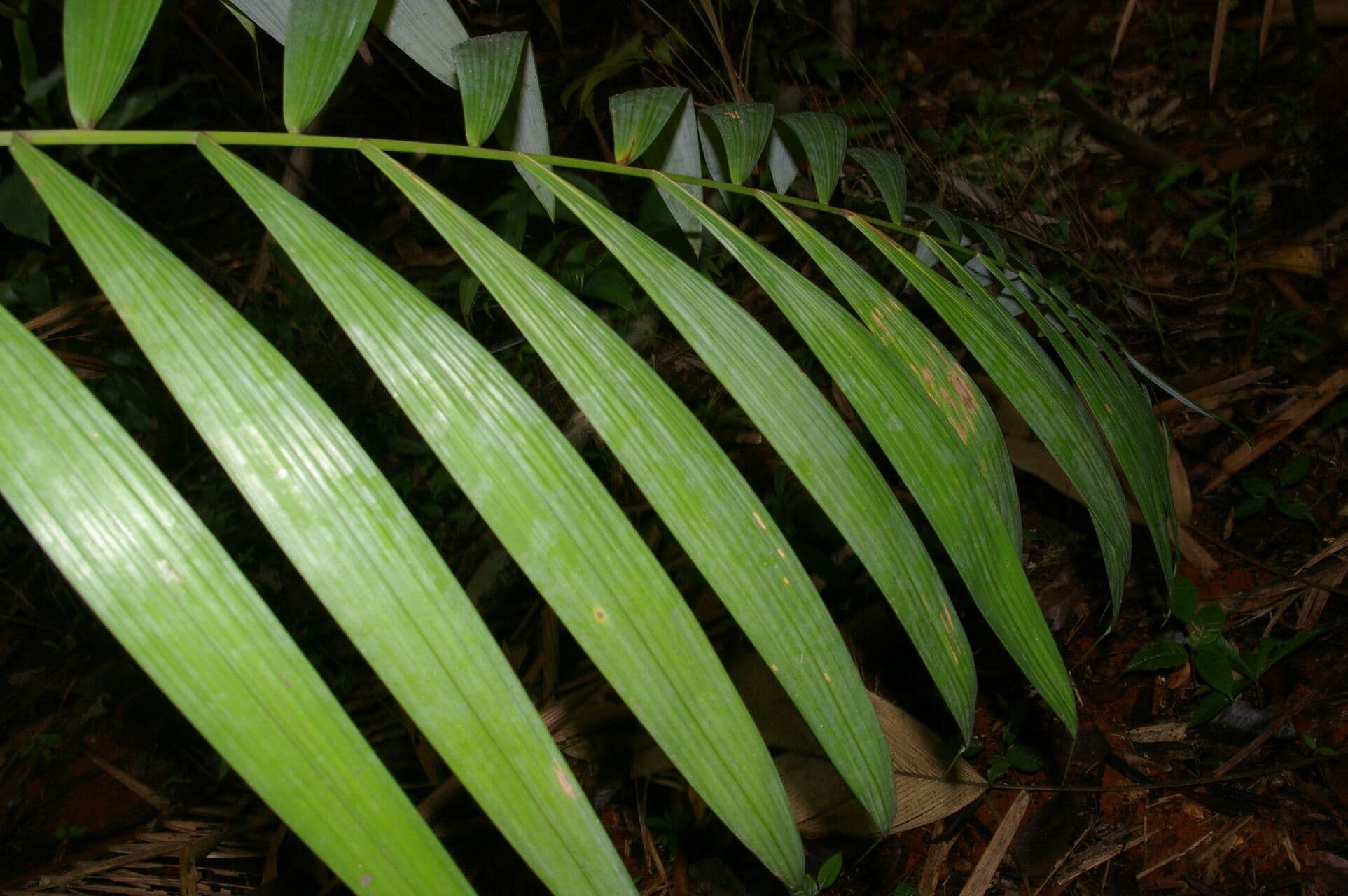 Oenocarpus 2