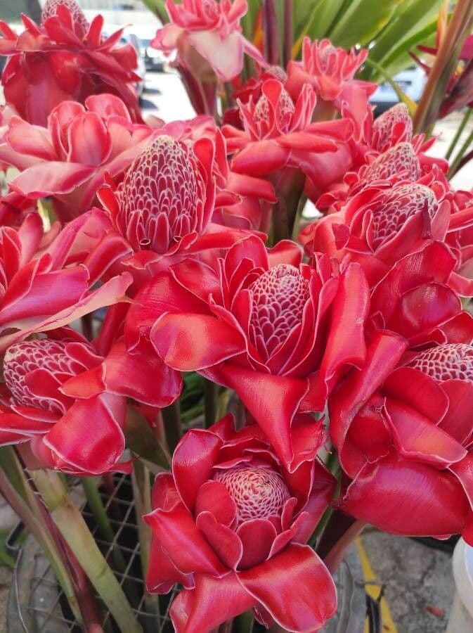 Fleur de cire philippine 8