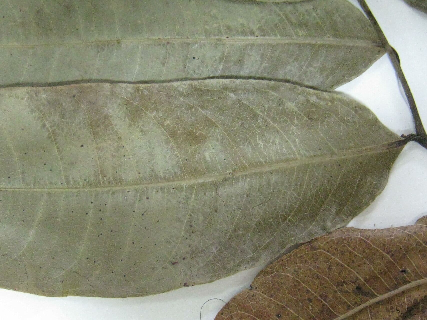 Eschweilera 16
