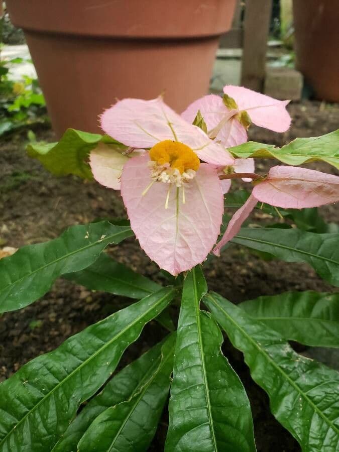 Dalechampia 5