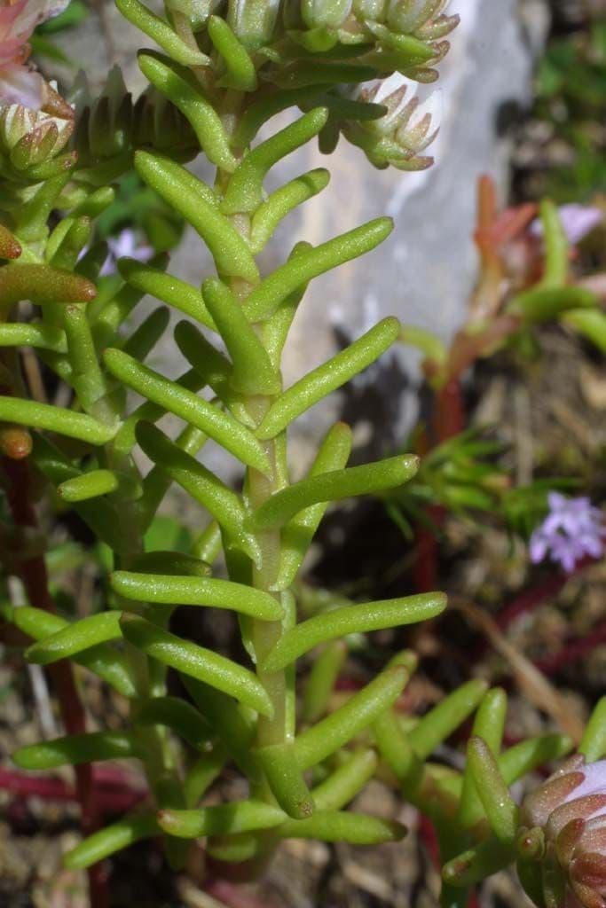 Sedum 16