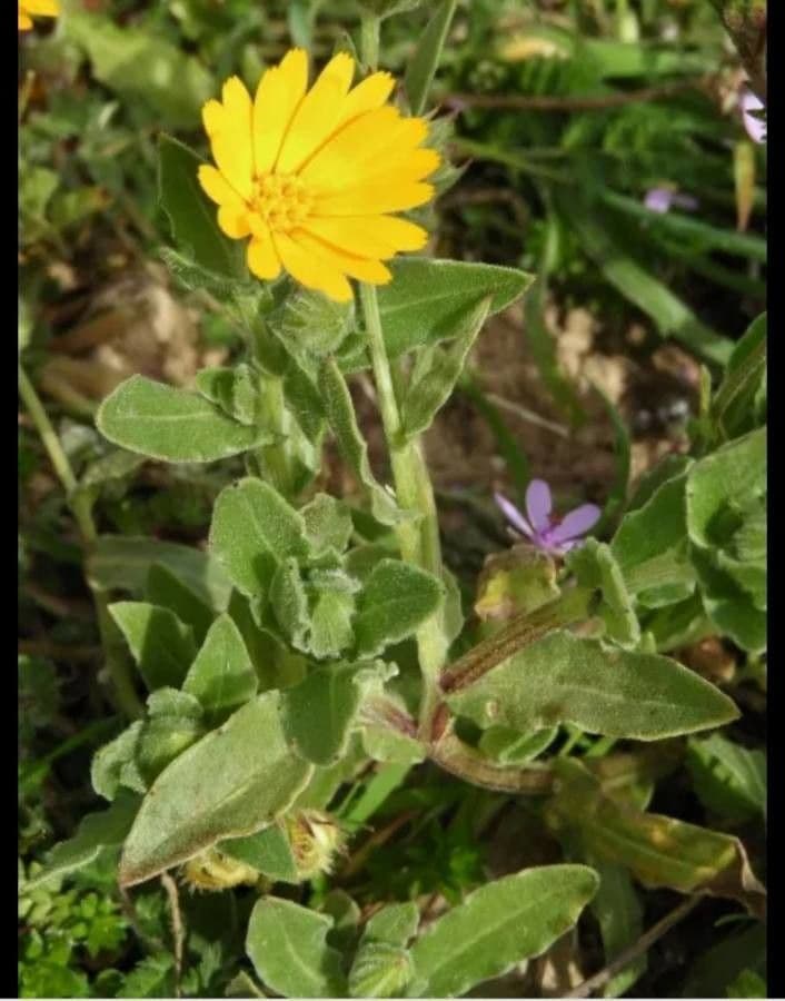 Acker-Ringelblume 9