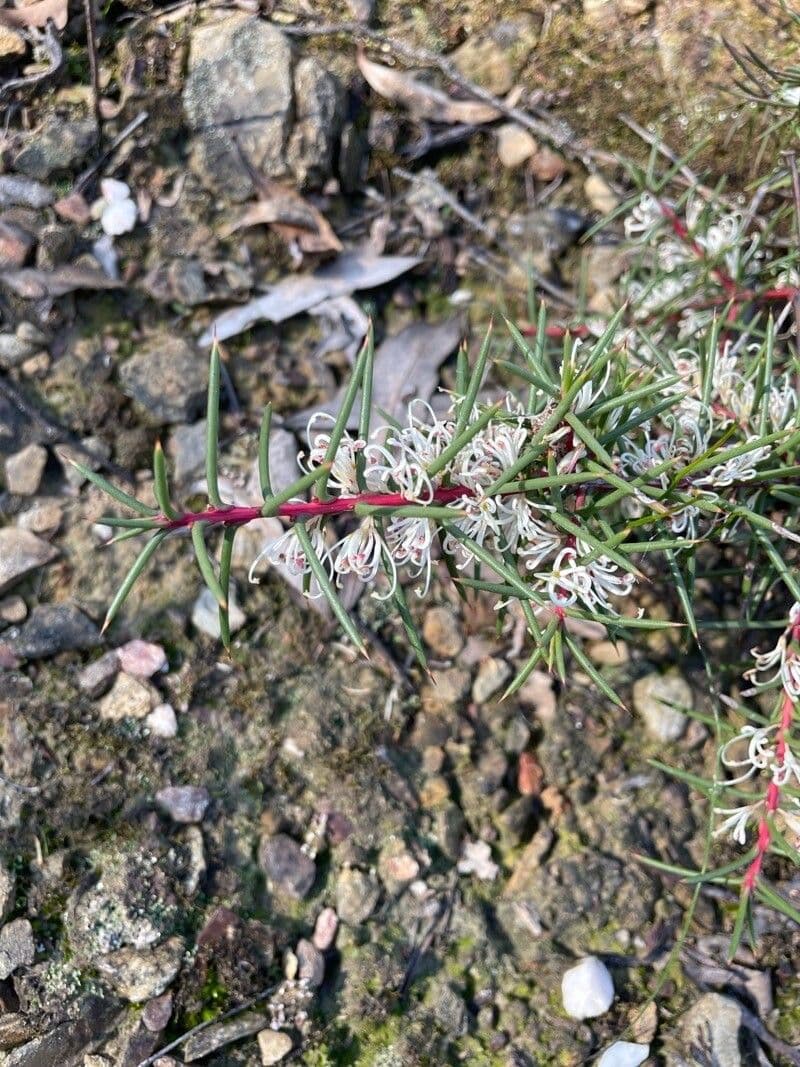 Hakea sericea 8