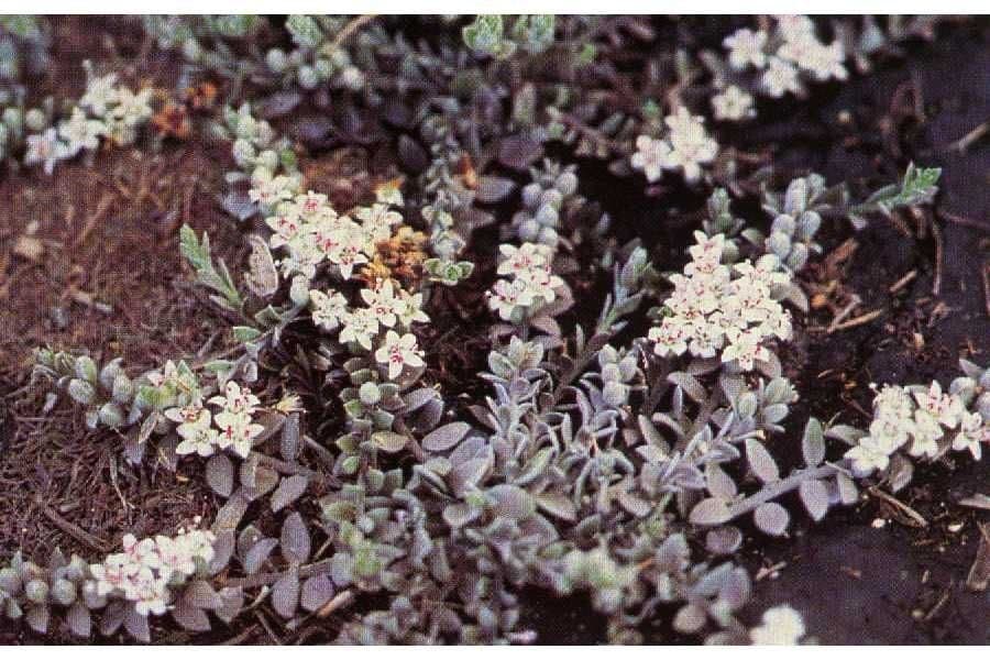Cressa truxillensis 8