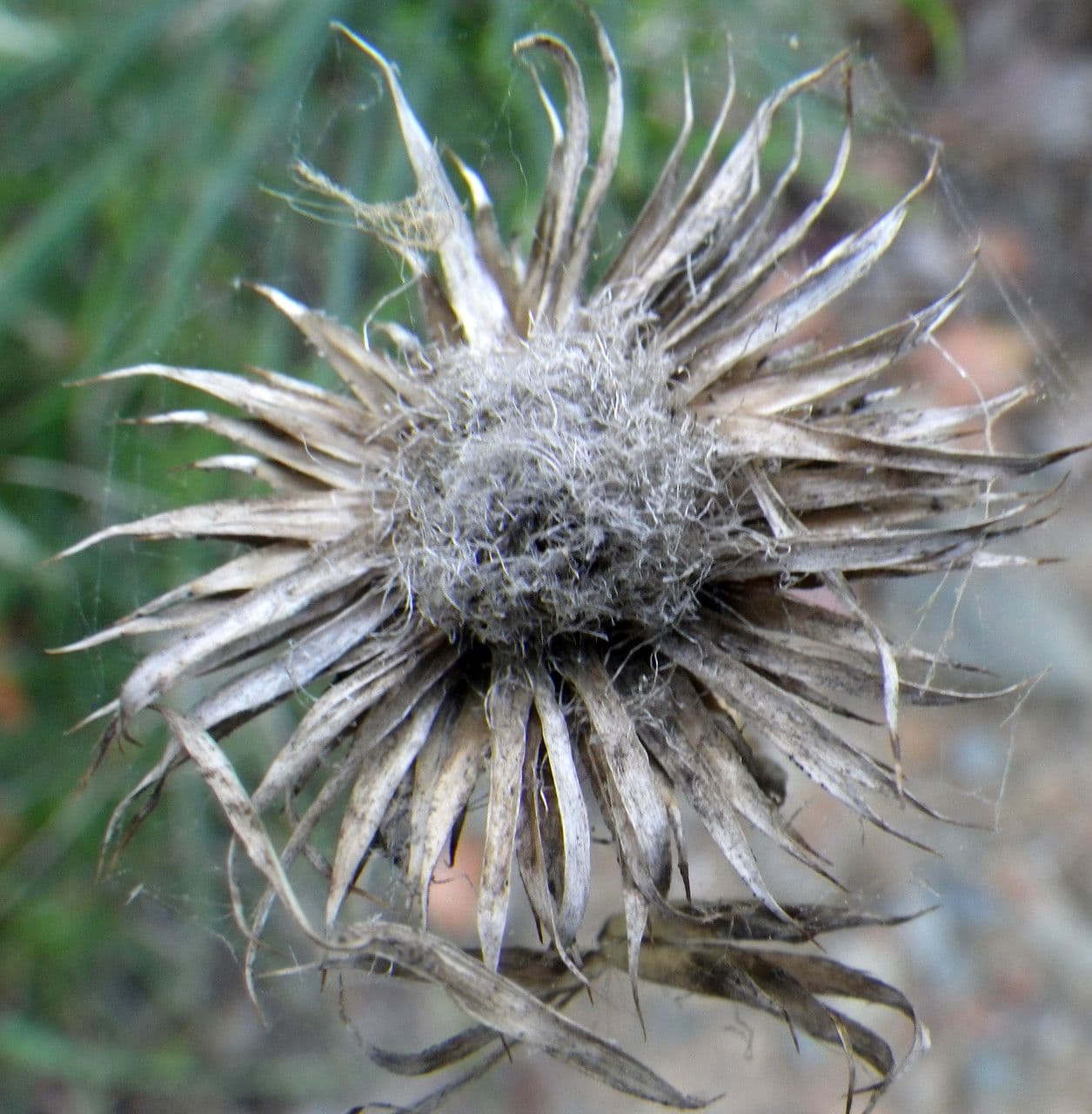 Ptilostemon chamaepeuce 4