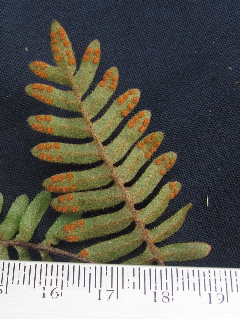 Flechtenfarn 16