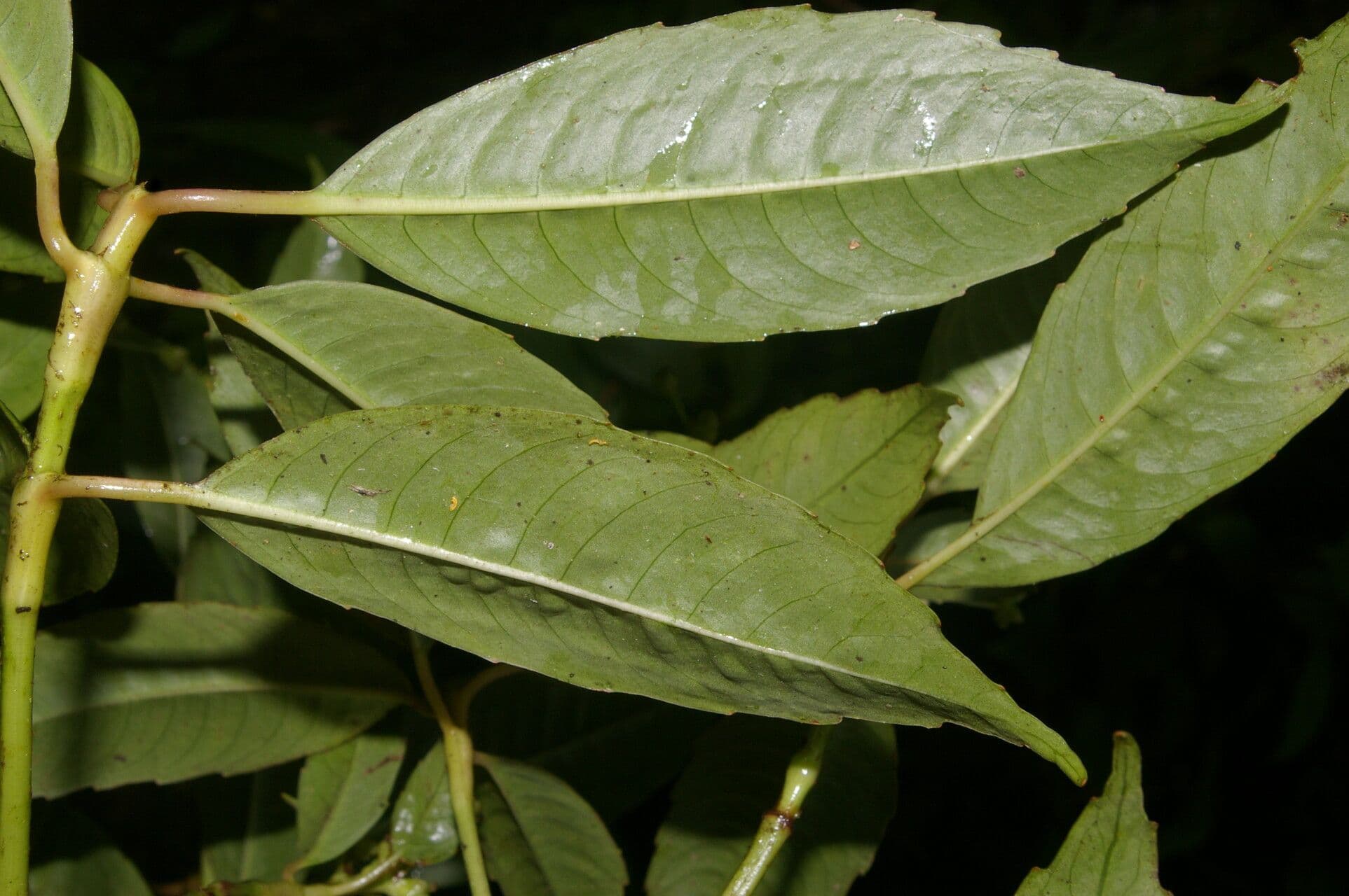 Hedyosmum 7