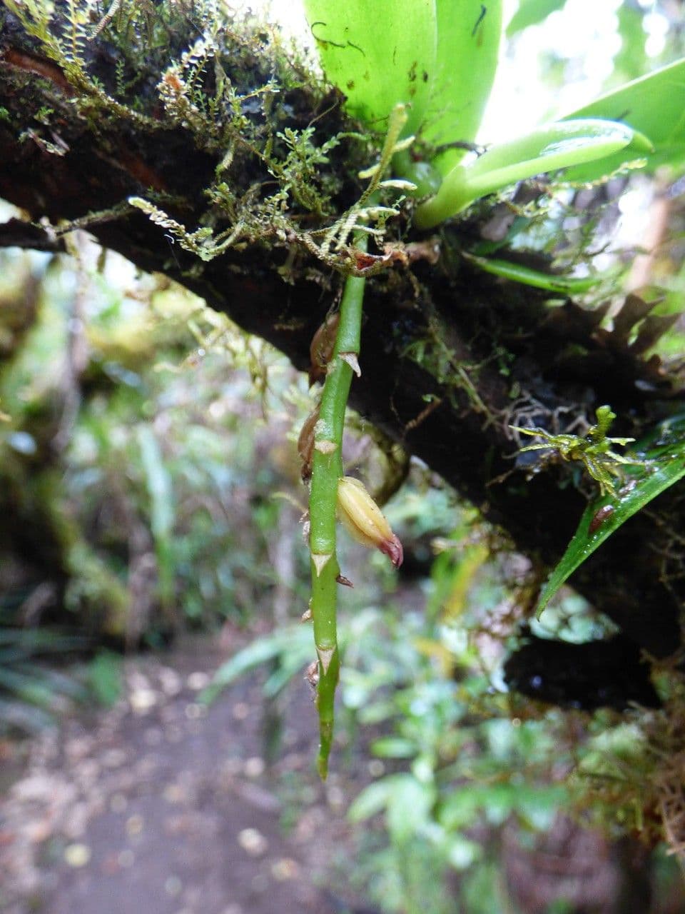Bulbophyllum 2