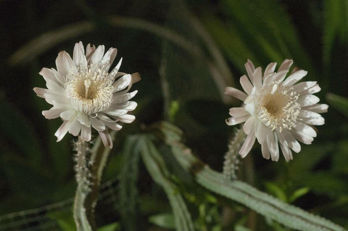 Cereus notturno del deserto 5