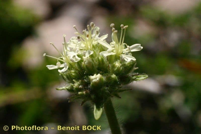 Saponaria bellidifolia 4