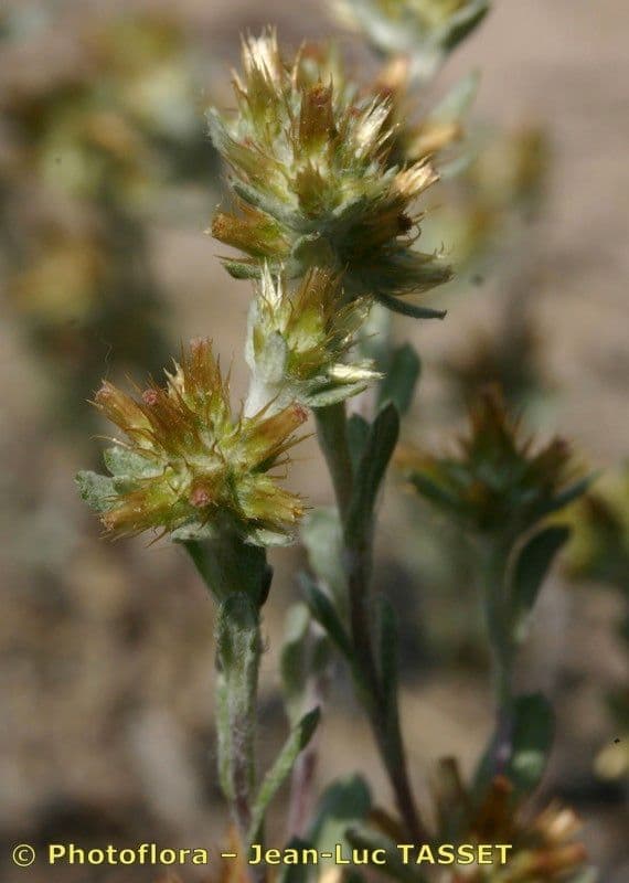 Filago lutea 13