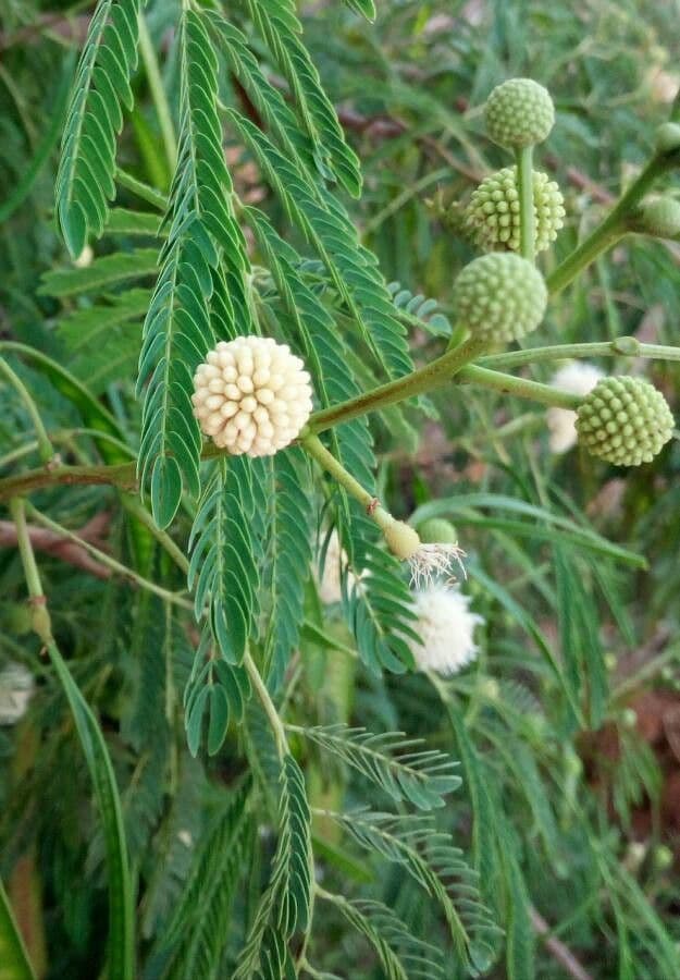 Leucaena 9